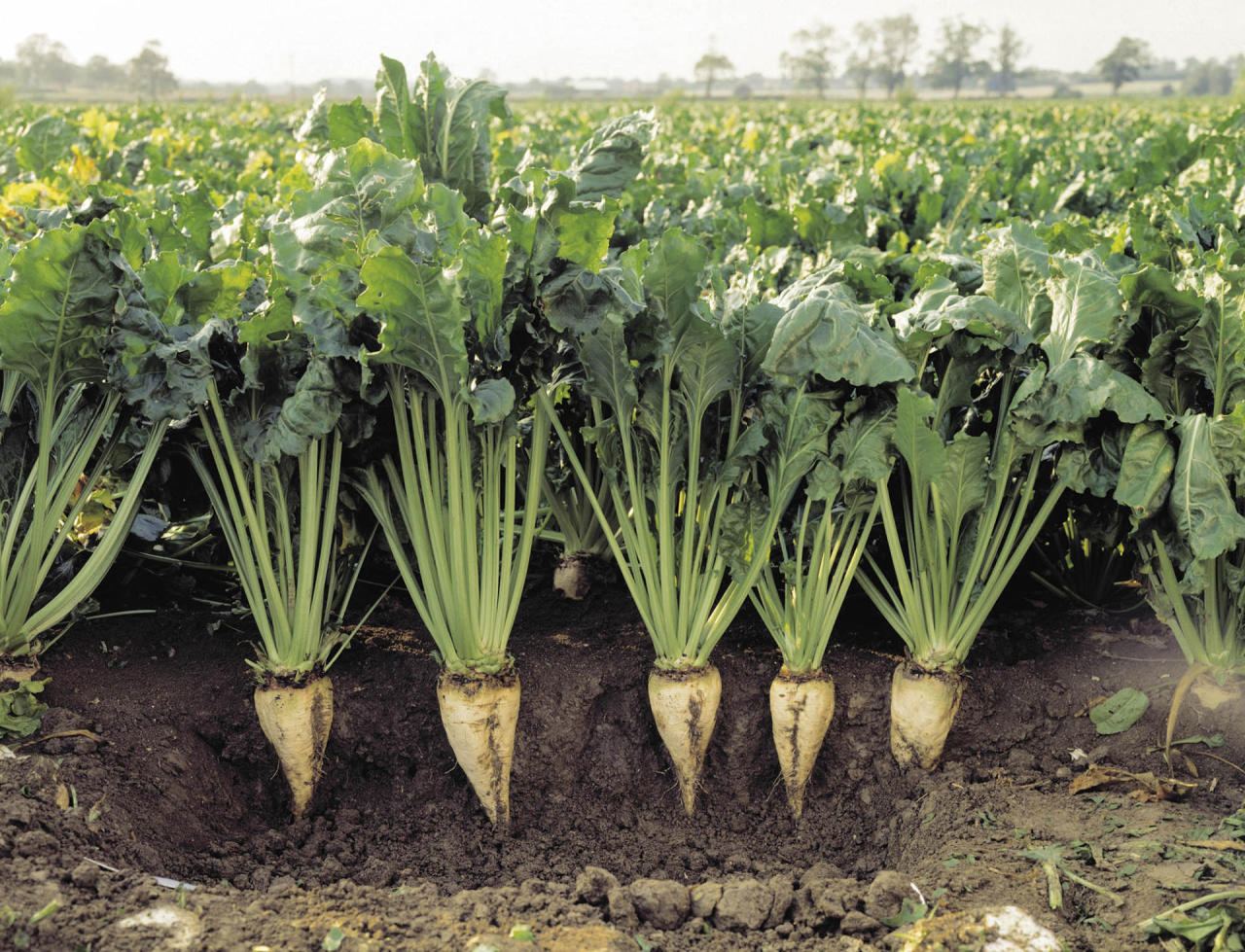 Turkmenistan discloses data on planned amount of sown areas of sugar beet in Mary region
