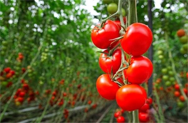 Тепличный комплекс Туркменистана экспортировал половину собранного урожая томатов