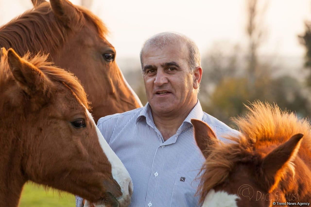 Kəndimiz işğal olunanda nəsli kəsilməsin deyə, Qarabağ atlarını Bakıya gətirdim - Şəmsəddin Atayev (FOTO)