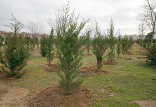 Azerbaijan eyes plating trees on almost 100 hectares on its liberated lands