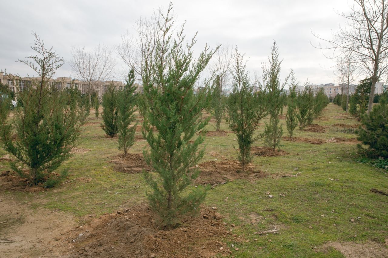 Запланирована посадка деревьев почти на 100 га освобожденных территорий Азербайджана - замминистра