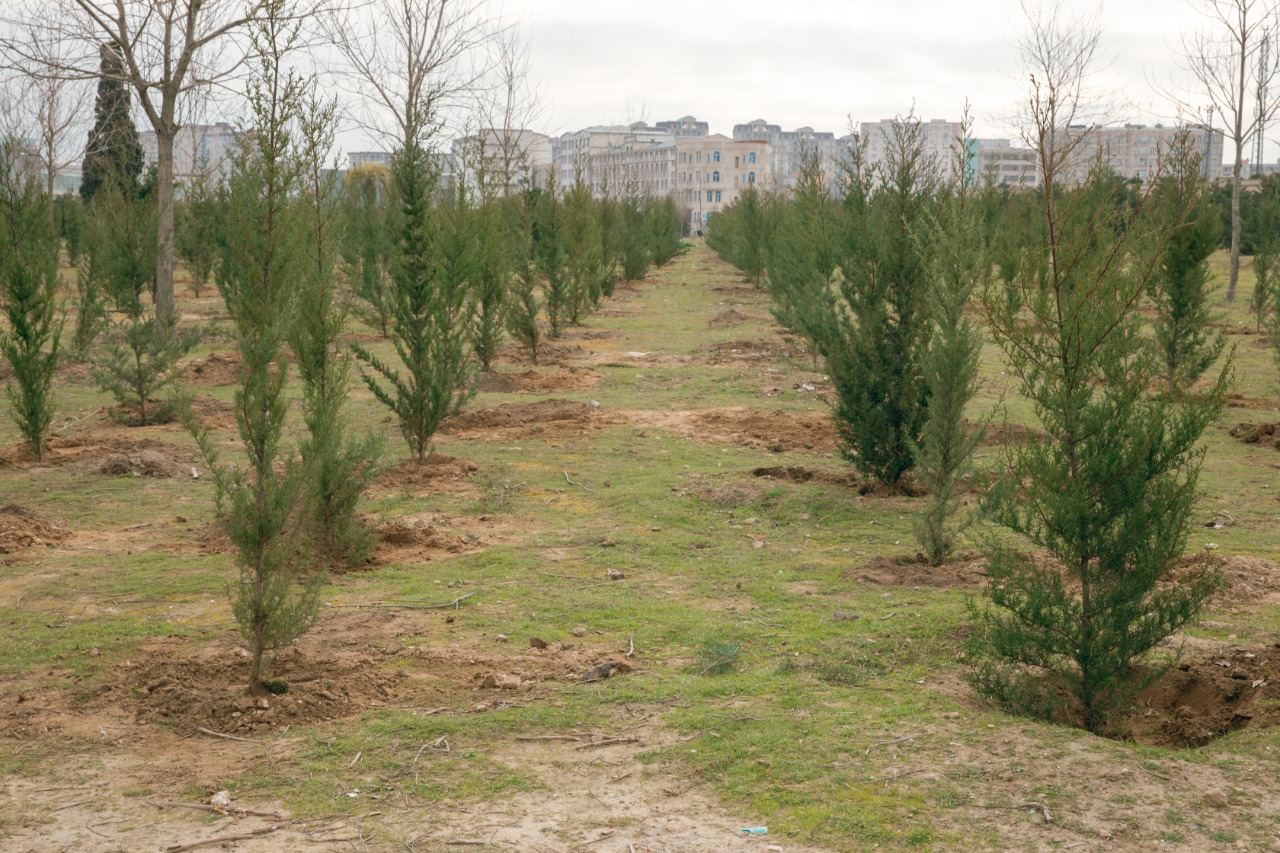 При совместной организации ИВ Баку и Общественного объединения "Региональное развитие" в Баку посажены деревья (ФОТО)