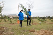При совместной организации ИВ Баку и Общественного объединения "Региональное развитие" в Баку посажены деревья (ФОТО)