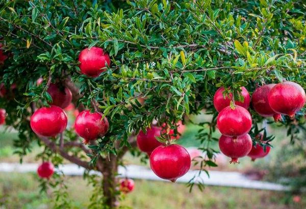 Pomegranate orchards to be planted in Azerbaijan's liberated lands