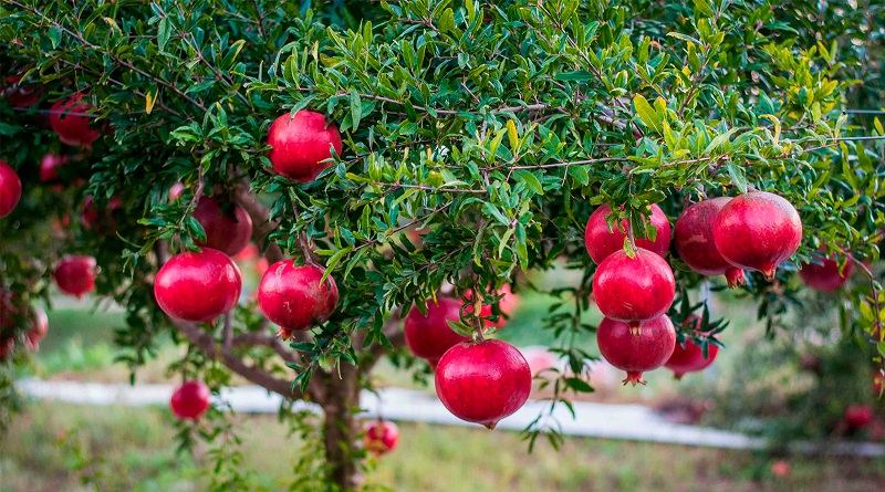 Pomegranate orchards to be planted in Azerbaijan's liberated lands