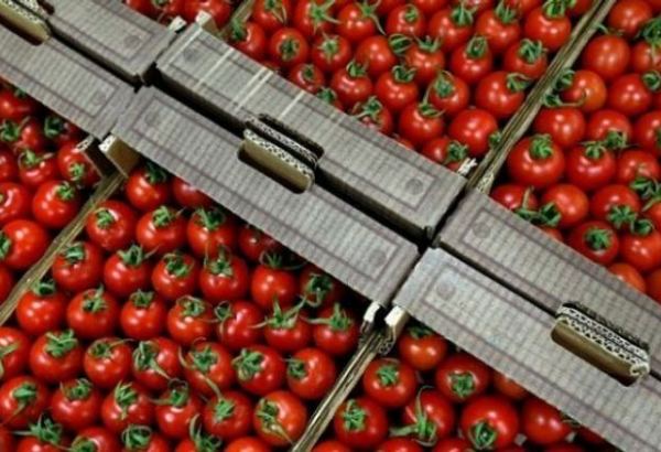 В целях увеличения экспорта помидоров из Азербайджана создана Рабочая группа