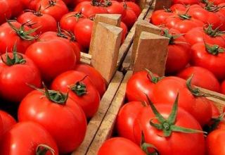 Russia reveals volume of tomato exports from Azerbaijan
