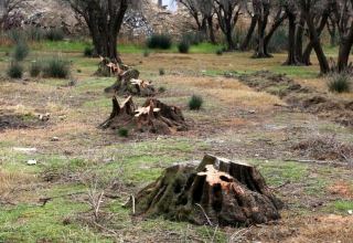 Qanunsuz ağac kəsmə faktı üzrə 85 cinayət işi başlanılıb