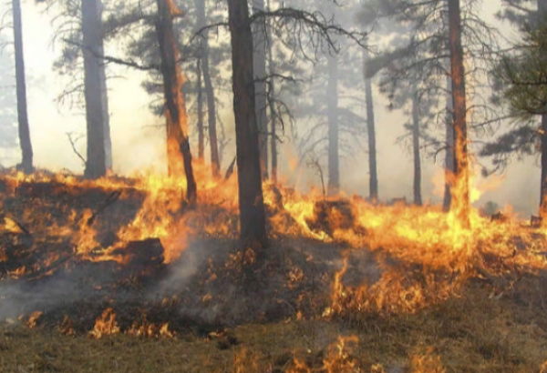 В Лерикском районе горит лес