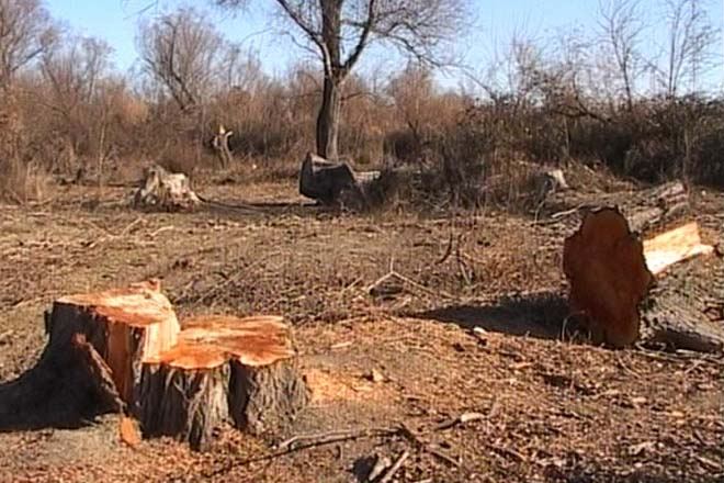 За незаконную вырубку деревьев в Азербайджане оштрафованы 22 человека - минэкологии