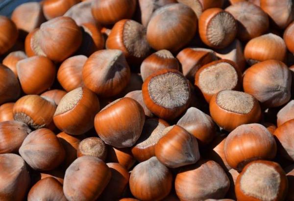 Azerbaijan's hazelnut exports income grows