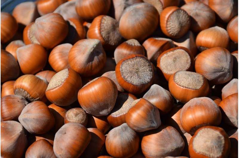 Georgia increases hazelnut exports to Italy