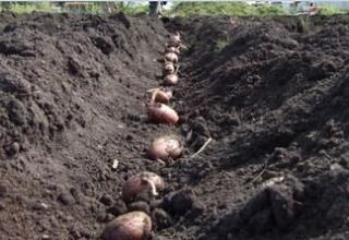 Potato sowing starts in Turkmenistan's north region