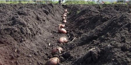 В Дашогузском регионе Туркменистана завершена посадка картофеля и лука