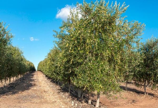 Olive plantations to be set up in several districts of Uzbekistan’s Surkhandarya region