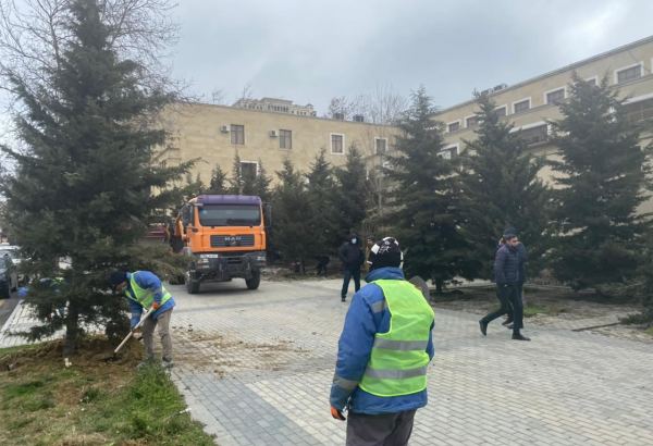На одной из улиц  Баку пересаживаются деревья (ФОТО)