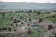 Я был опустошен - Реза Дегати о том, как армянские оккупанты вырубили деревья в Кельбаджаре (ФОТО/ВИДЕО)