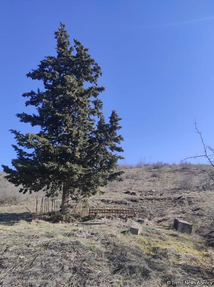 Footage from Saralli Khashtab village of Azerbaijani Zangilan district, subjected to Armenian vandalism (PHOTO)