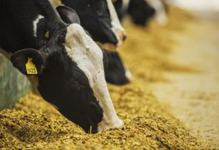 Iran provides needed animal feed inputs for a year - SLAL