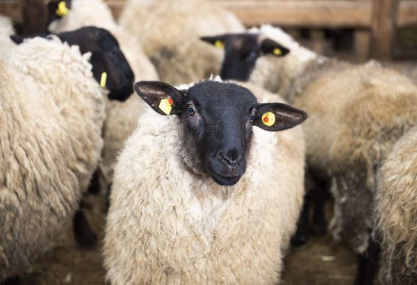 Kazakh government dismisses proposal to ban export of sheep