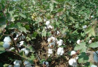 Uzbekistan to fund introduction of drip irrigation technology for cotton growing
