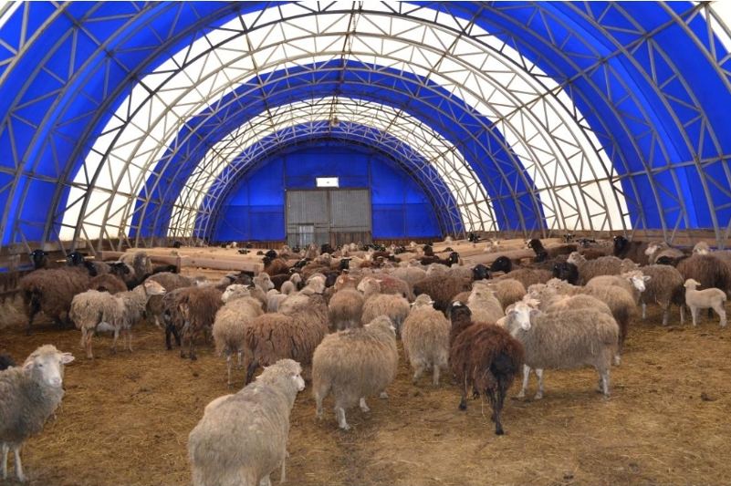 Karaganda region to build mega sheep farm