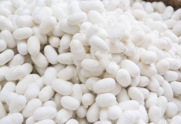 Turkmenabat Silk Production Association increases production indicators