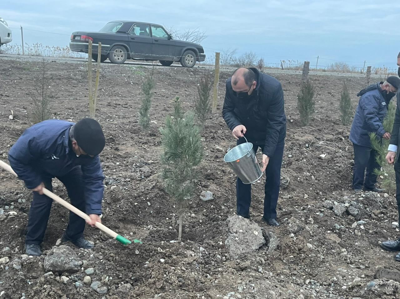 В регионах Азербайджана за день высажено около 15 тыс. деревьев (ФОТО)