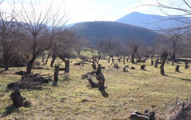 В Азербайджане разрабатывается спецпрограмма по восстановлению лесов на освобожденных землях
