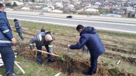 За последние 3 дня в Азербайджане посажено свыше 40 тыс. деревьев (ФОТО)