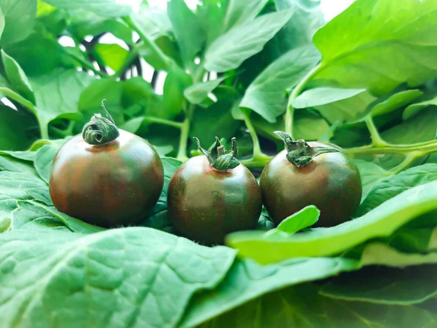 Azərbaycanda orqanik pomidorun istehsalına başlanıb (FOTO)