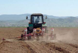 Turkmenistan discloses area allotted for sowing winter barley in Dashoguz region