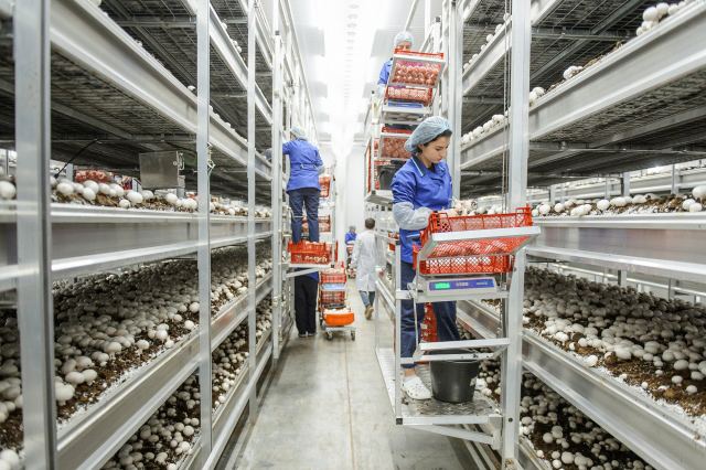 В Ахалском регионе откроется предприятие по производству шампиньонов