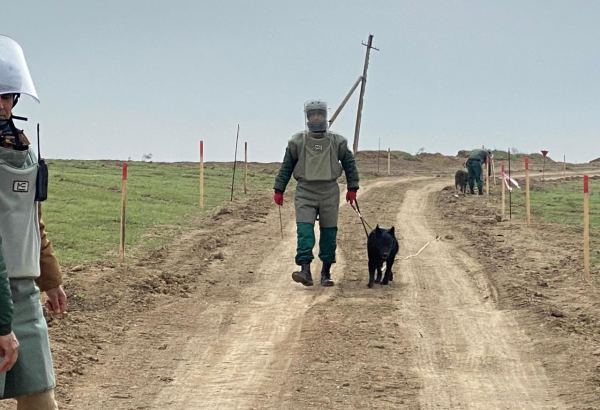 US to give Azerbaijan additional number of mine detection dogs