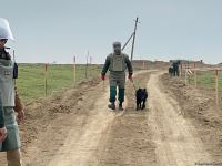 Территория в 200 тыс. кв. метров на дороге в город Шуша расчищена от мин  (ФОТО)