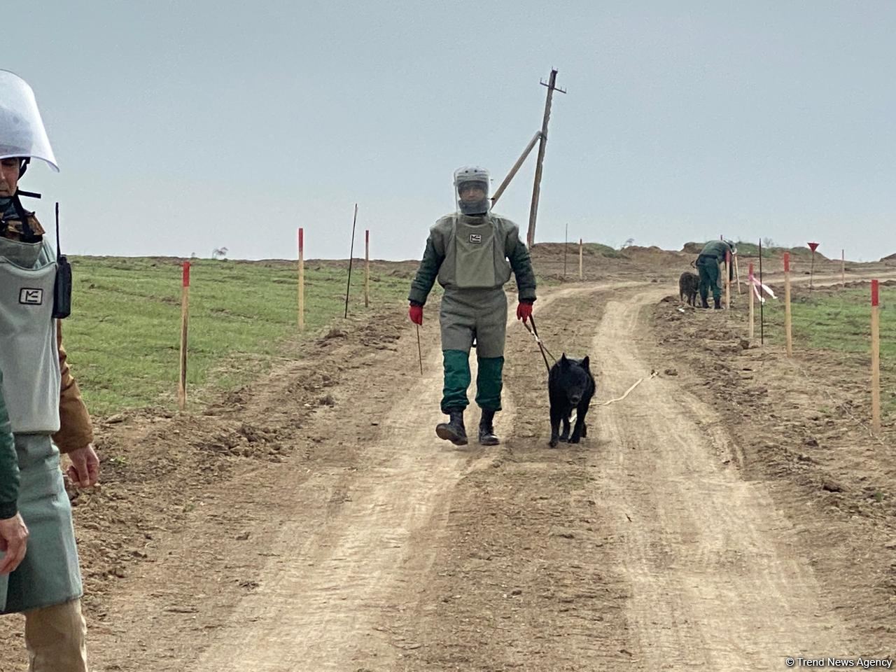 Azerbaijan gets more mine-detecting dogs from US