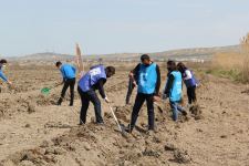 В Азербайджане стартовала  кампания по посадке деревьев  «Зеленый марафон» (ФОТО)