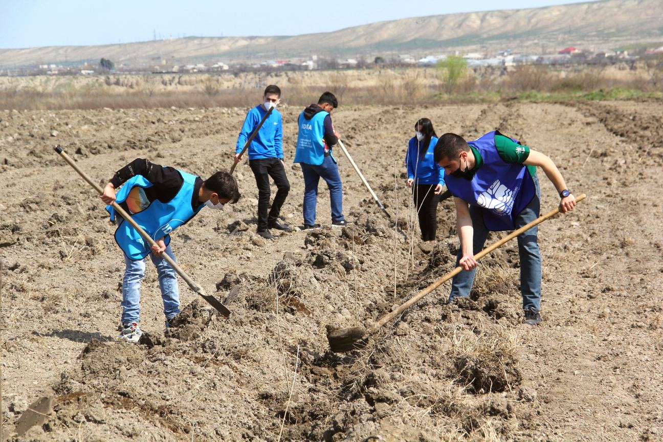 В Азербайджане стартовала  кампания по посадке деревьев  «Зеленый марафон» (ФОТО)