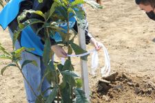 В Баку прошли акции по посадке деревьев в рамках проекта «Зеленый марафон» (ФОТО)