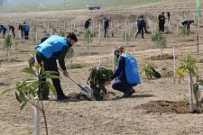 В Баку прошли акции по посадке деревьев в рамках проекта «Зеленый марафон» (ФОТО)