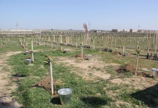 В Азербайджане в рамках «Зеленого марафона» продолжаются акции по посадке деревьев (ФОТО)