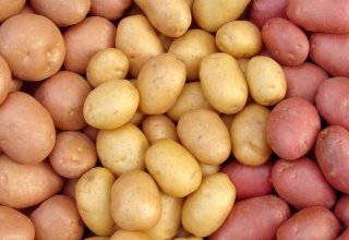 В Азербайджане выращиваются 14 зарубежных сортов картофеля