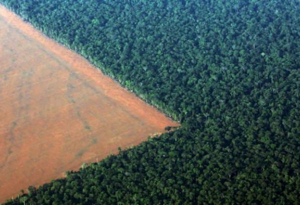 Brazil seeks $1 billion in foreign aid to curb Amazon deforestation- environmental minister