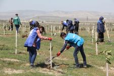 В Азербайджане в рамках «Зеленого марафона» продолжаются акции по посадке деревьев (ФОТО)