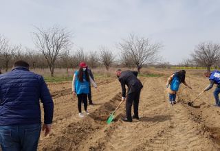 В Азербайджане продолжаются акции по посадке деревьев в рамках «Зеленого марафона» (ФОТО)