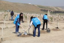 В Азербайджане успешно  продолжается  «Зеленый марафон» (ФОТО)