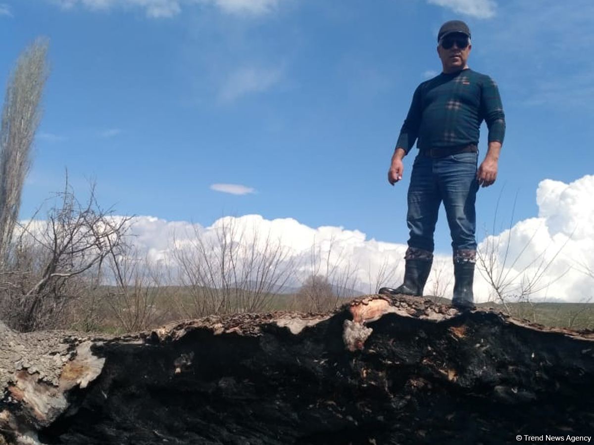 Zəngilanda ermənilər min illik ağacları yandırıblar (FOTO)