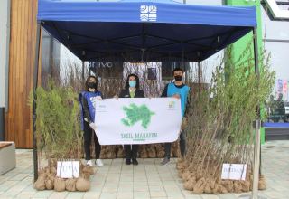 В рамках "Зеленого марафона" жителям Шамкира розданы саженцы деревьев (ФОТО)