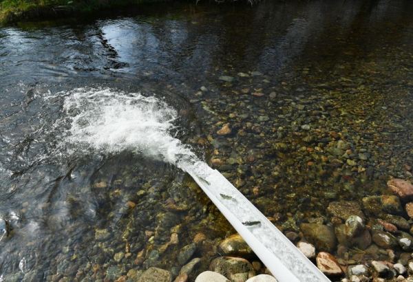 В реки и водоемы Азербайджана будет выпущено более 6 млн мальков