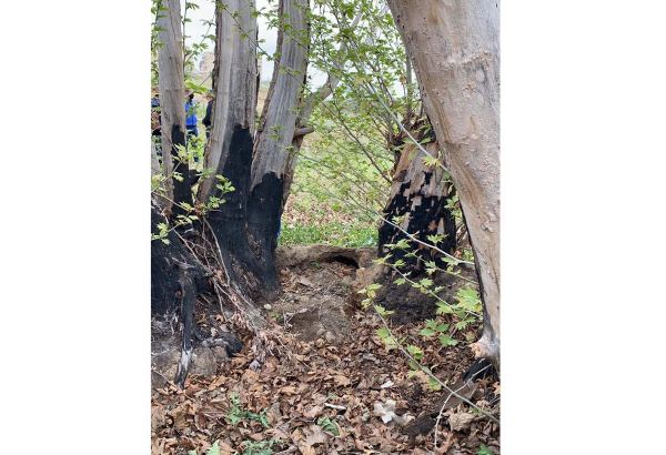 Армяне беспощадно уничтожили 800-летний восточный платан в Джебарильском районе Азербайджана (ФОТО)